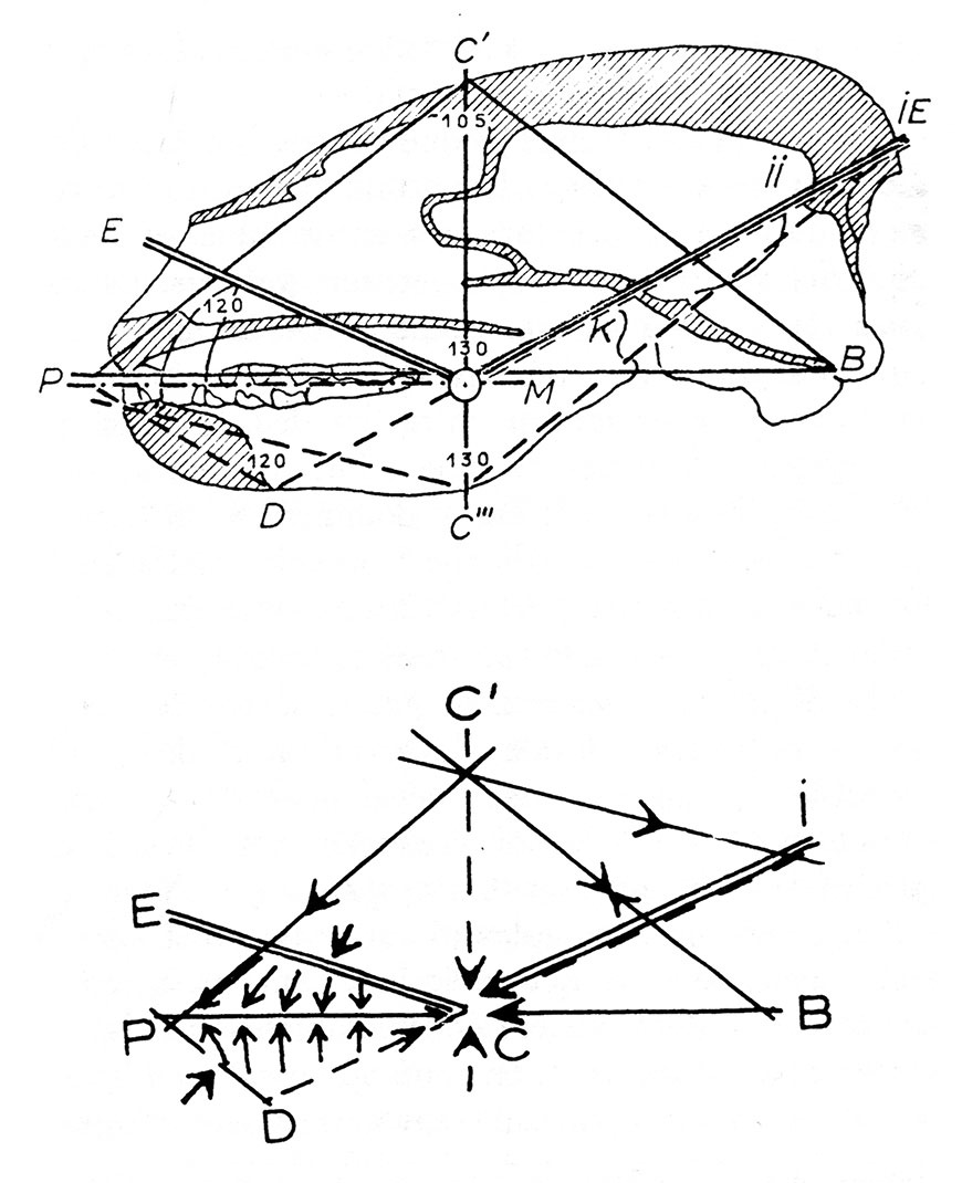 Fig. 12. Analyse des tracés du crâne du blaireau. Tracé d’ensemble, limité aux lignes d’action. Noter l’importance du point C comme point d’annulation des forces. (LG, fig. 7)