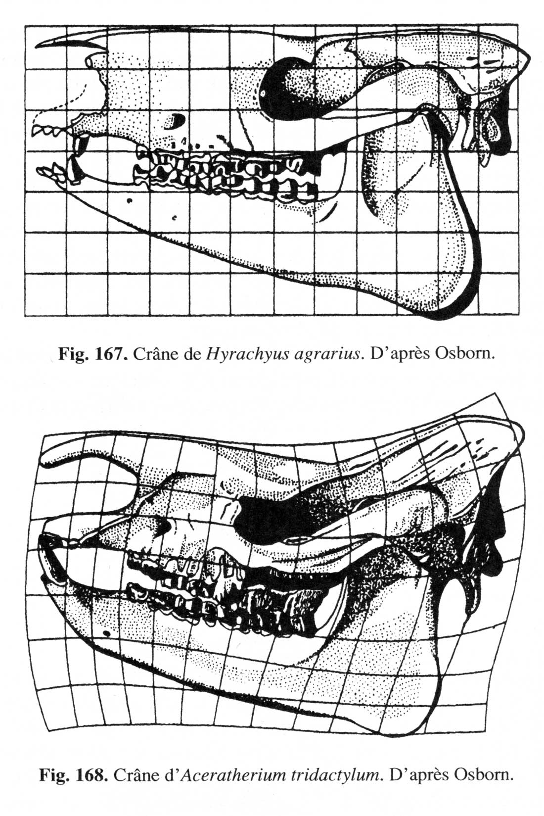  Fig. 2. Comparaison entre un crâne d’Hyrachyus agrarius et d’Aceratherium tridactylum (fig. 168)