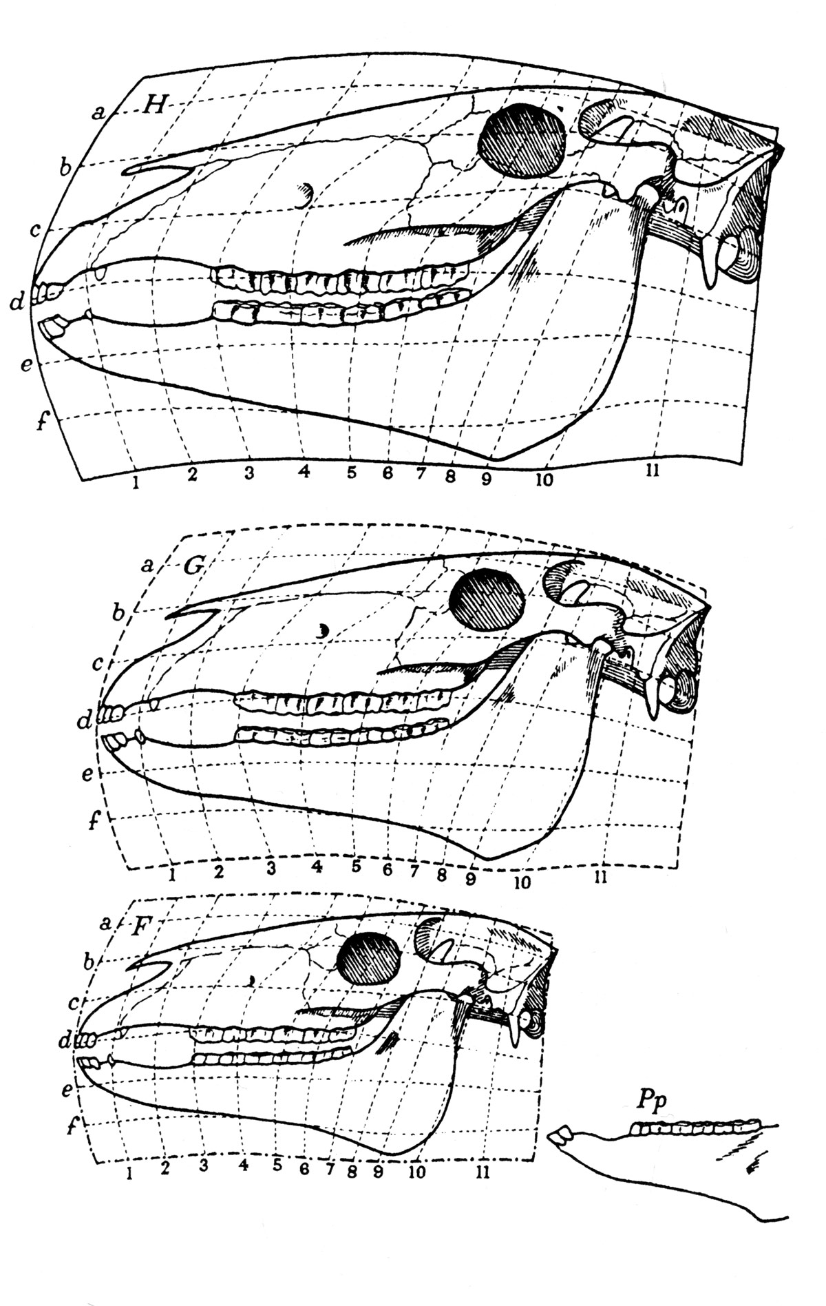 Fig. 3. Cheval moderne, F. Miohippus (Eocène supérieur - Oligocène inférieur), G.Forme intermédaiore restituée (fig. 175).