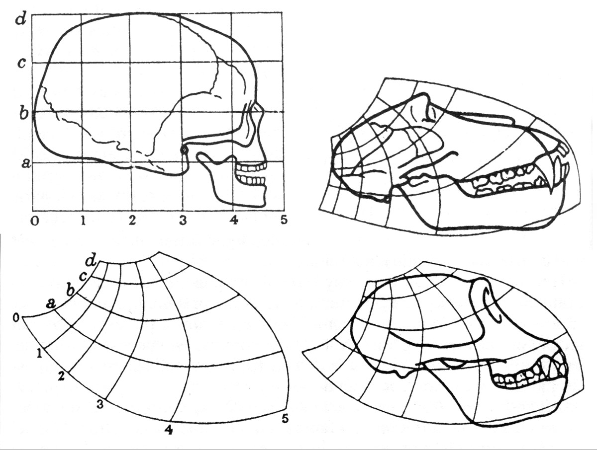 Fig. 6. Comparaison des crânes de l’Homo sapiens, du babouin et de chimpanzé (fig. 177, 179 et 180).